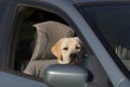 Cute Labrador dog is waiting in car for owner to return Royalty Free Stock Photo