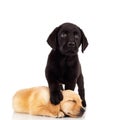 Cute labrador puppies