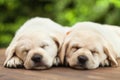 Cute labrador puppies sleeping on wooden deck - on green foliage background Royalty Free Stock Photo