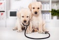 Cute labrador puppies with stethoscope at the veterinary doctor Royalty Free Stock Photo