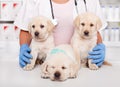 Cute labrador puppies at the veterinary doctor