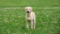 Cute labrador puppy Royalty Free Stock Photo