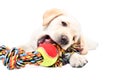 Cute Labrador puppy chewing a toy for dogs Royalty Free Stock Photo