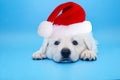 Cute Labrador puppy  with christmas santa red hat  on isolated background Royalty Free Stock Photo