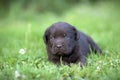 Cute labrador puppy Royalty Free Stock Photo