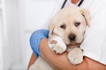 Cute labrador puppy dog with bandage on its paw resting