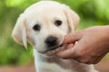 Cute labrador puppy dog chewing on owners finger - close up