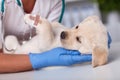 Cute labrador puppy dog in the hands of veterinary professional