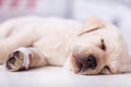 Cute labrador puppy dog with injured leg sleeping