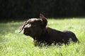 Cute labrador puppy dog lying down in grass shaking off water Royalty Free Stock Photo