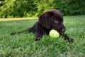 Cute labrador puppy dog lying down in grass with tennis ball in mouth Royalty Free Stock Photo