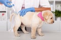 Cute labrador puppy dog receiving an injection at the veterinary doctor office Royalty Free Stock Photo