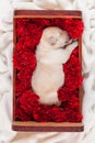 Cute labrador puppy dog sleeping in a box with flowers Royalty Free Stock Photo