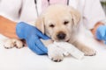 Cute labrador puppy dog at the veterinary doctor