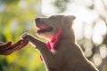 cute labrador puppy give hi five to owner at sunset