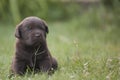 Cute labrador puppy Royalty Free Stock Photo