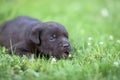 Cute labrador puppy Royalty Free Stock Photo