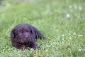 Cute labrador puppy Royalty Free Stock Photo