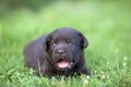 Cute labrador puppy Royalty Free Stock Photo