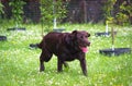 Cute labrador puppy in green grass. Man s best friend. Royalty Free Stock Photo