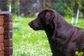 Cute labrador puppy in green grass. Man s best friend. Royalty Free Stock Photo