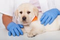 Cute labrador puppy held by veterinary healthcare professional hands - close up