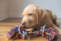 A cute labrador puppy lies on the floor at home and plays with a colorful rope toy. New family member. Animal care and Royalty Free Stock Photo