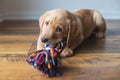 A cute labrador puppy lies on the floor at home and plays with a colorful rope toy. New family member. Animal care and Royalty Free Stock Photo