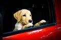 Labrador Puppy in the car