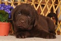 Cute labrador puppy lying portrait