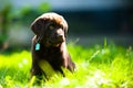 Cute labrador puppy lying in sun and grass Royalty Free Stock Photo