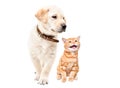 Cute labrador puppy and meowing kitten scottish straight together
