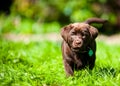 Cute Labrador puppy playing in green grass