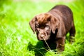 Cute Labrador puppy playing in green grass