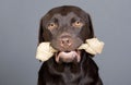 Cute Labrador Puppy with Rawhide Done in his Mouth Royalty Free Stock Photo