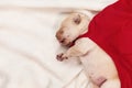 Cute labrador puppy superhero with red cape sleeping and searching for its mother Royalty Free Stock Photo