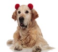 Cute labrador with red fluffy earmuffs looks to side