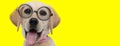 Cute labrador retriever dog with big eyes wearing glasses Royalty Free Stock Photo