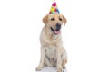 Cute labrador retriever dog celebrating his birthday Royalty Free Stock Photo