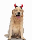 cute labrador retriever dog with devil horns headband panting Royalty Free Stock Photo