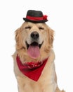 cute labrador retriever dog with hat and bandana panting with tongue out Royalty Free Stock Photo