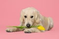 Cute Labrador Retriever dog holding yellow tulip flower on pink background Royalty Free Stock Photo