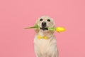 Cute Labrador Retriever dog holding yellow tulip flower on pink background Royalty Free Stock Photo