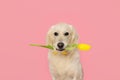 Cute Labrador Retriever dog holding yellow tulip flower on pink background Royalty Free Stock Photo