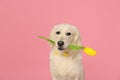 Cute Labrador Retriever dog holding tulip flower on pink background Royalty Free Stock Photo