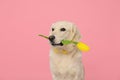 Cute Labrador Retriever dog holding yellow tulip flower on pink background Royalty Free Stock Photo