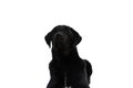 Cute labrador retriever dog laying down and looking away Royalty Free Stock Photo