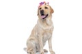 Cute labrador retriever dog panting, looking away Royalty Free Stock Photo