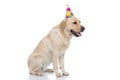 Cute labrador retriever dog panting and wearing a birthday hat Royalty Free Stock Photo