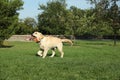 Cute Labrador Retriever dog playing with flying disk in park Royalty Free Stock Photo